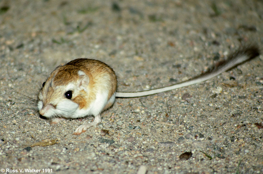 Merriam's Kangaroo Rat, Afton Canyon, California