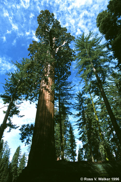 Giant Sequoia, Grant's Grove, King's Canyon National Park, California