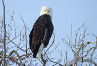 Bald Eagle photography gallery by His and Hers Photography