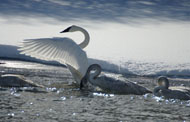 Bird photography