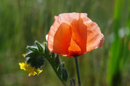 Wildflower photography