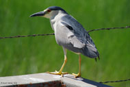 This black crowned night heron was watching for prey at an irrigation structure in the Bear Lake Valley, Idaho.