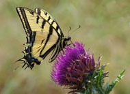 Two-tailed swallowtail butterfly, Joe's Gap, Idaho