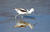 An American avocet in non-breeding plumage feeding in a slough at Bear Lake National Wildlife Refuge.
