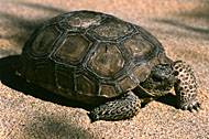 Snakes and tortoise photography