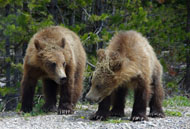 Large wild animal photography