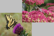 Insect Photography
