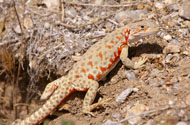 Lizard and amphibian photography