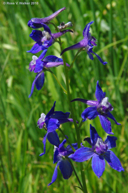 Larkspur, 8 Mile Creek, Bear Lake County, Idaho