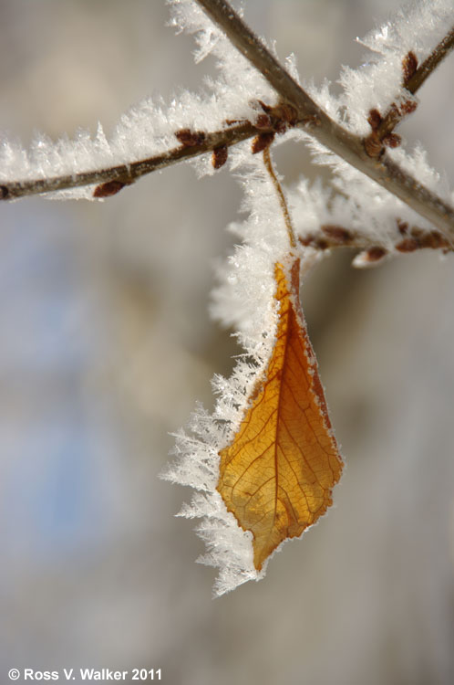 Tiny crystals of ice form hoar frost on a leaf when fog freezes, Montpelier, Idaho
