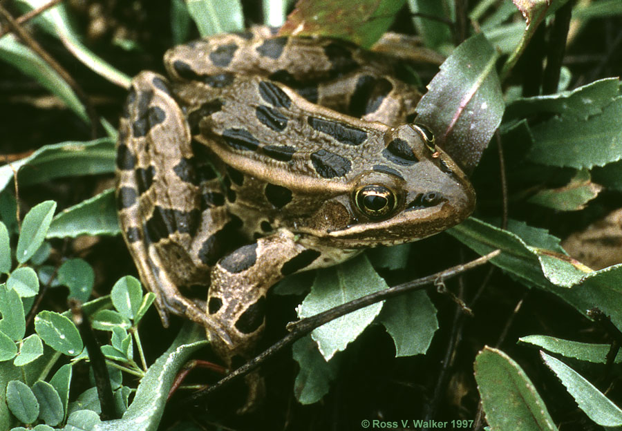 Northern Leopard Frog, Bear Lake National Wildlife Refuge, Idaho