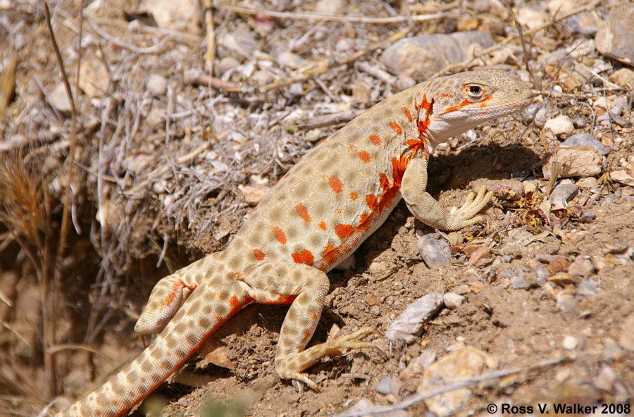 Long Nosed Leopard lizard, Mountain Pass, California