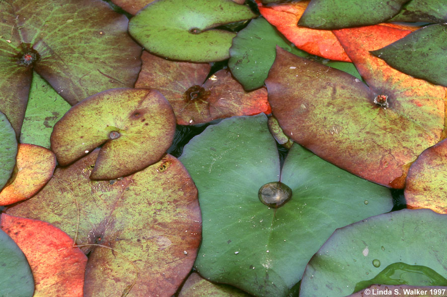 Lily Pads, Kensington, California