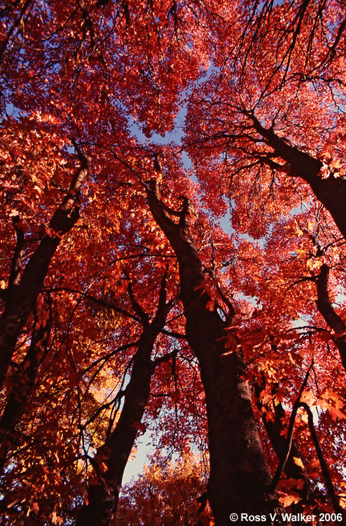 Canopy of Mountain Maples in Autumn, Goodenough Canyon, Southeast Idaho