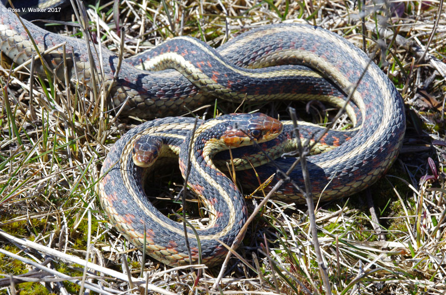 Common garter snakes mating