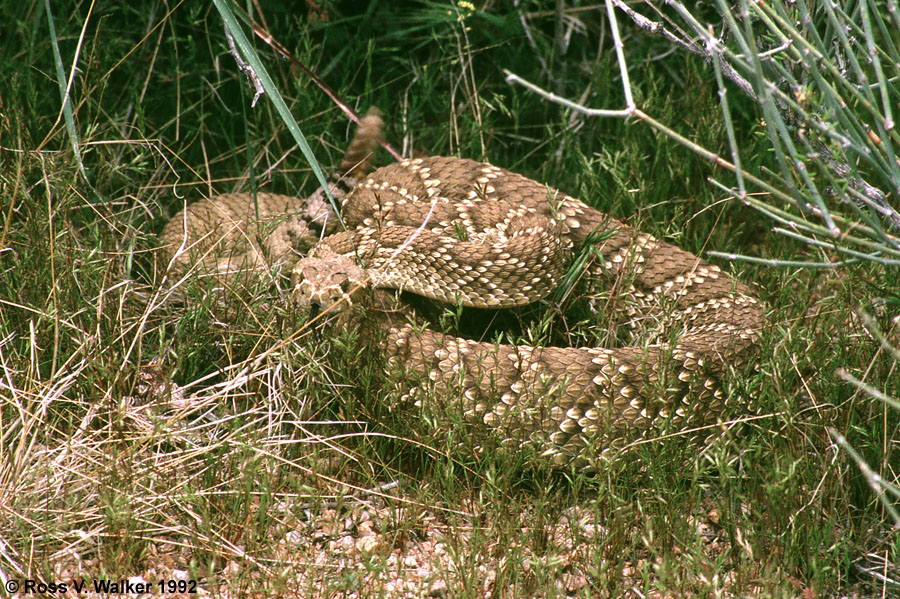 Mojave Rattlesnake, Granite Mountains, Mojave National Preserve, California