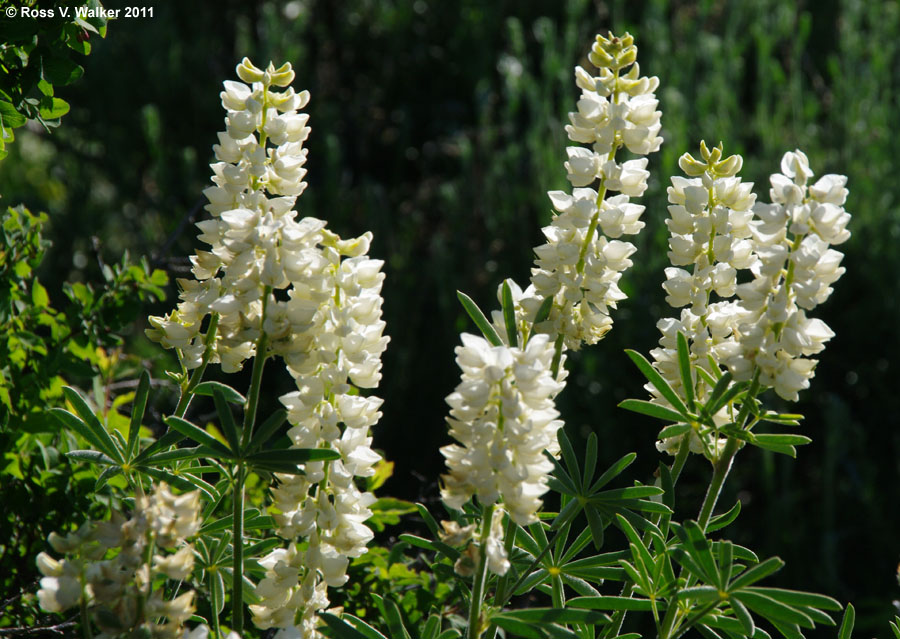 White-stemmed lupine, Monitor Pass, California