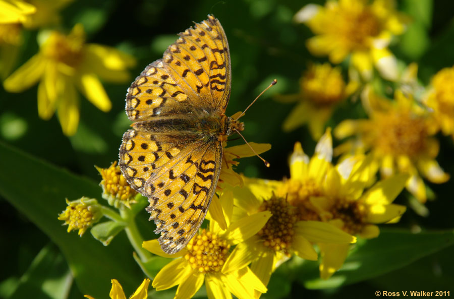 Mormon Fritillary butterfly, Bighorn mountains, Wyoming