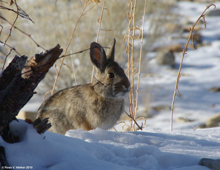 Mountain Cottontail, Cisco Beach, Bear Lake, Utah 