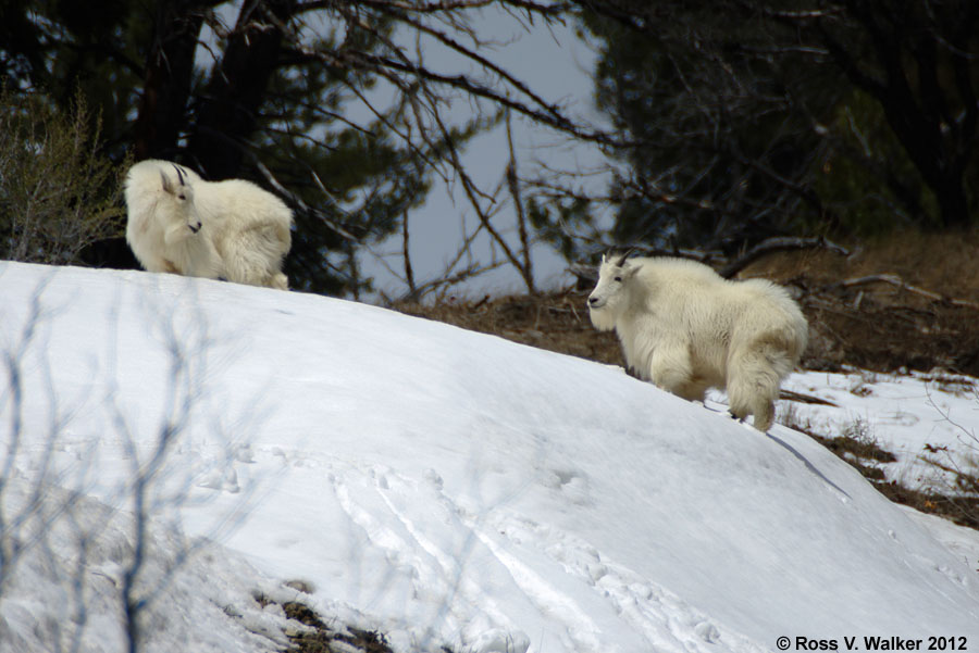 Mountain Goats, Snake River Canyon near Alpine, Wyoming