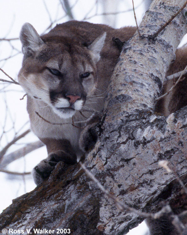 Mountain Lion, Ovid, Idaho