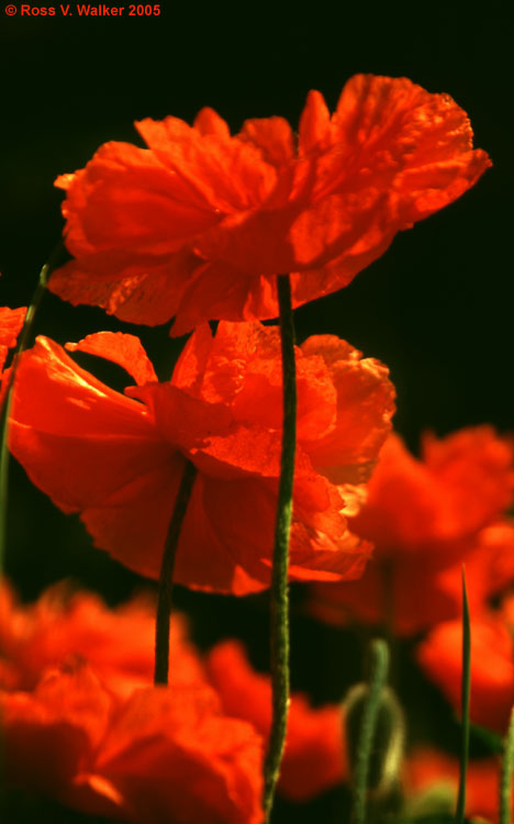 Poppies, Geneva, Idaho