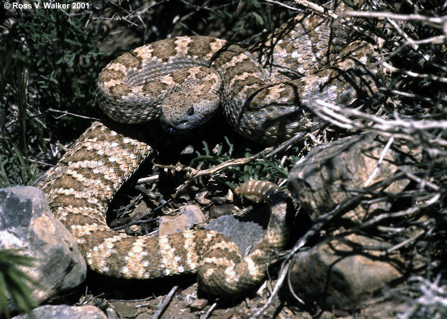 Panamint Rattlesnake, Death Valley, California