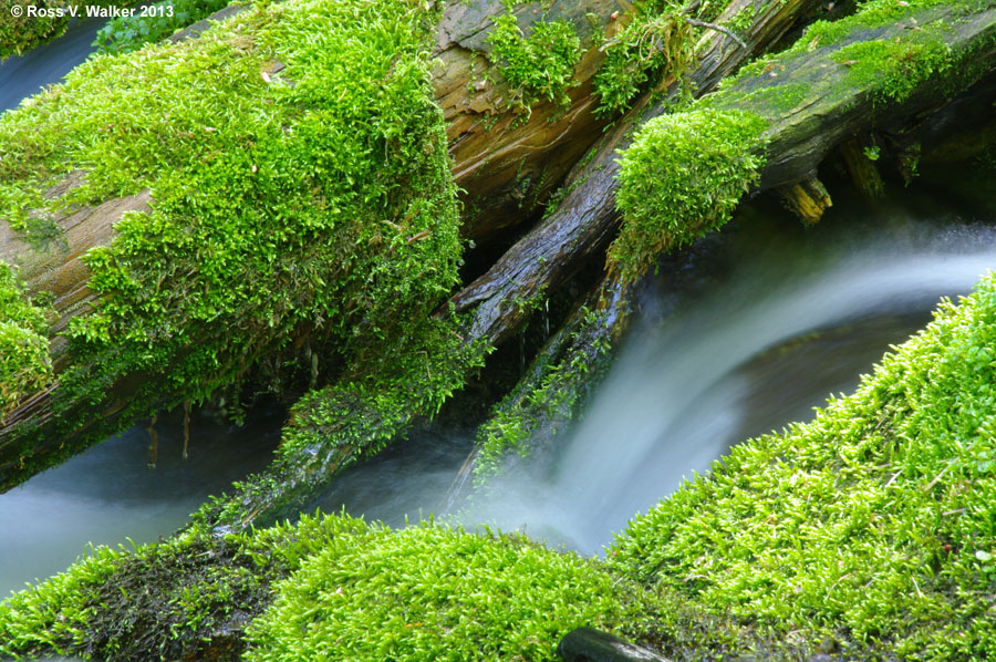 Moss growing on wet logs at Paris Spring, Idaho