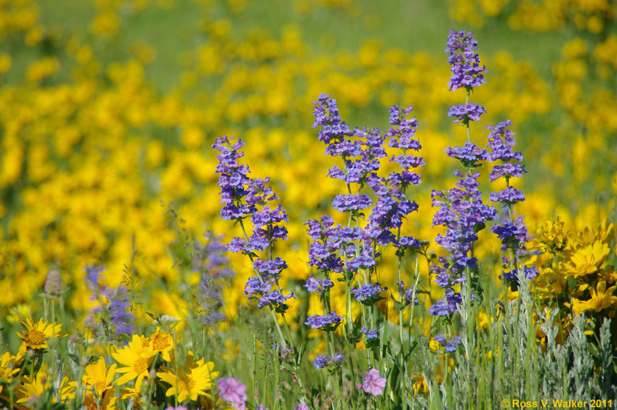 Taper-leaf penstemon with a backdrop of arrowleaf balsamroot, Sharon, Idaho