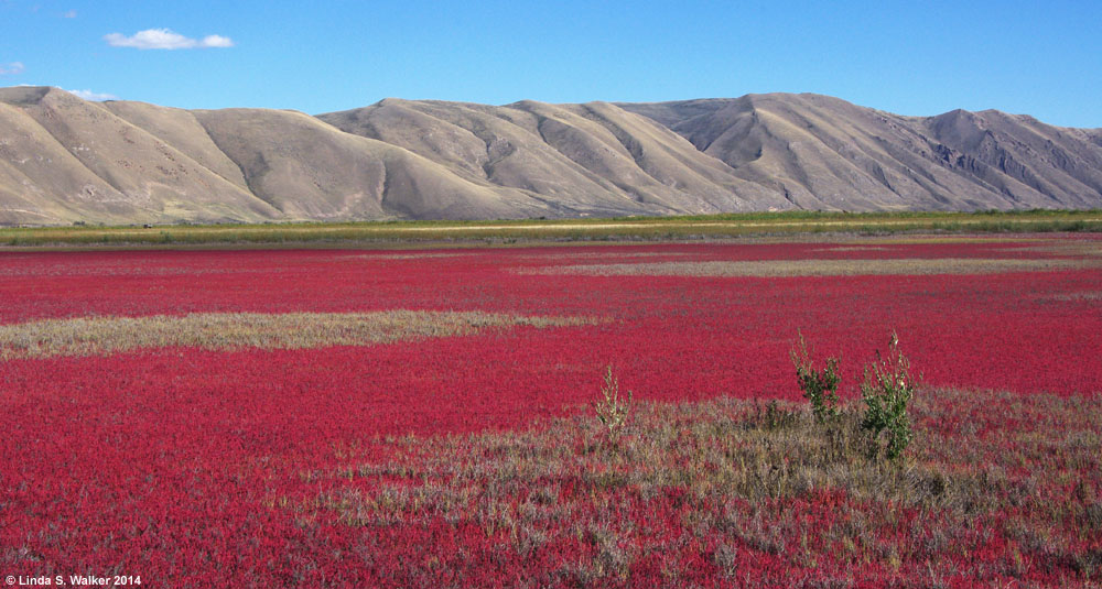 Pickleweed with autumn color at Bear Lake National Wildlife Refuge, Idaho