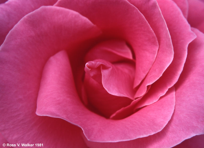 Pink Rose, Oakland Rose Garden, California