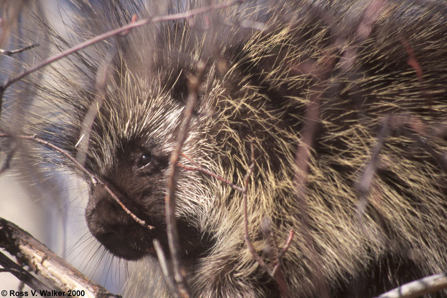 Porcupine, Bennington, Idaho