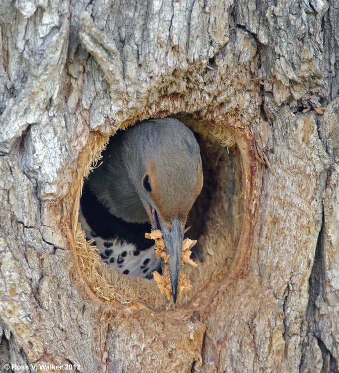Female red-shafted flicker excavating a nest, Montpelier, Idaho