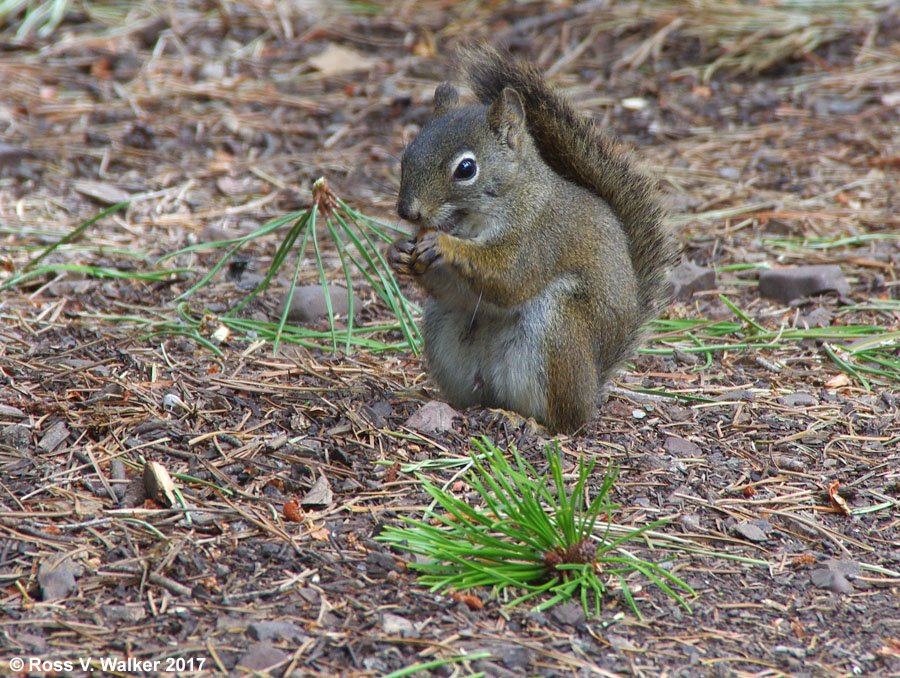 American red squirrel eating a pine nut, Logan Canyon, Utah