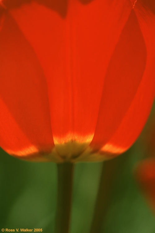 Tulip closeup, Montpelier, Idaho
