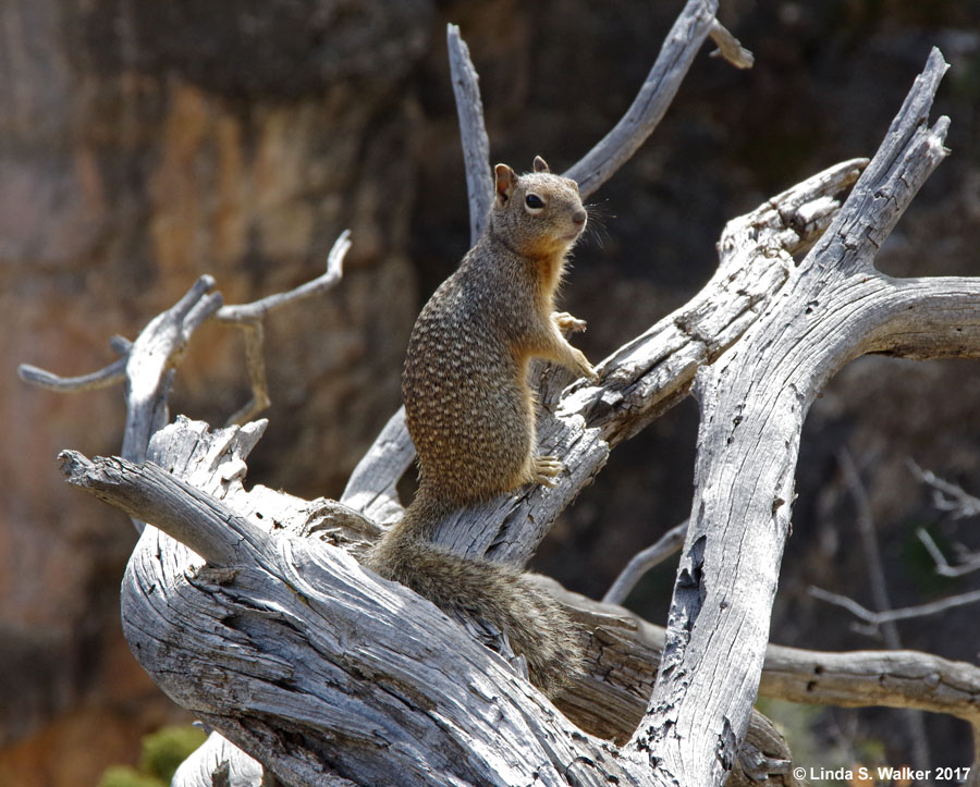 Rock squirrel at the south rim of the Grand Canyon, Arizona