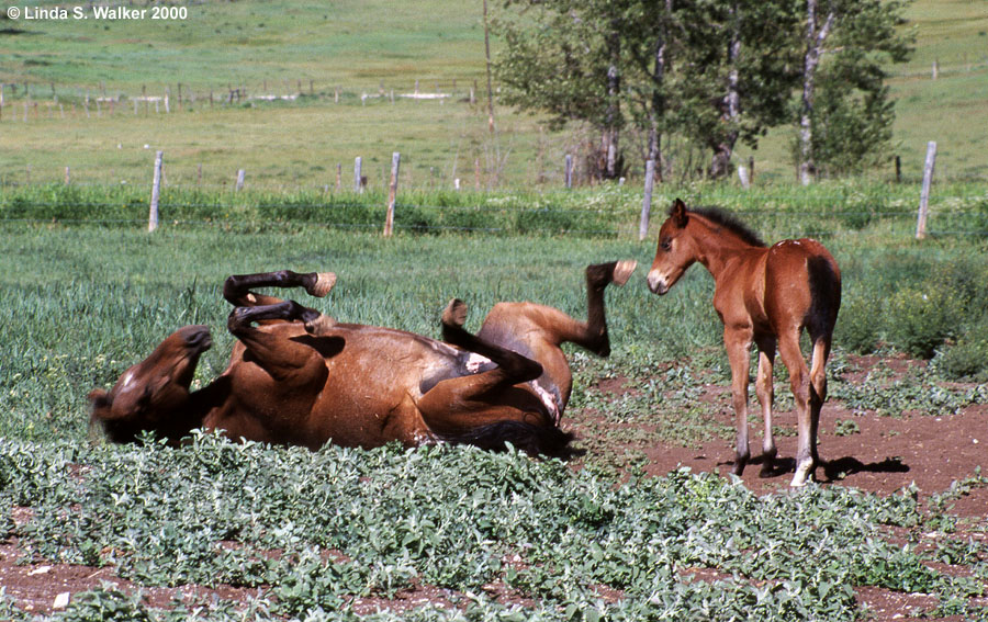Rolling horse with her colt, Bloomington, Idaho