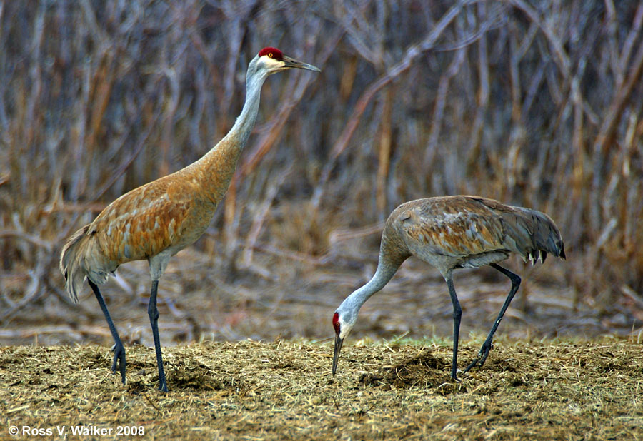 Sandhill cranes, Dingle, Idaho