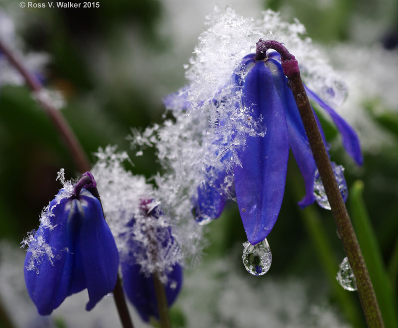 Tiny Scilla blossoms in snow, Montpelier, Idaho