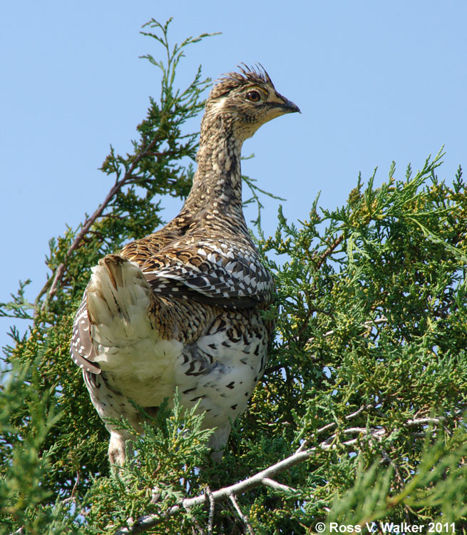 Sharp-tailed grouse, Little Bighorn National Monument, Montana