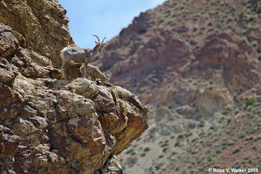 Bighorn sheep, ewe and kid, on a cliff at Peavine Canyon, Nevada