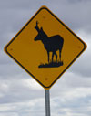 Antelope crossing sign