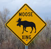 Moose crossing sign