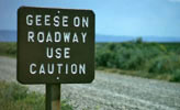Geese on roadway sign