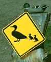 Duck crossing sign