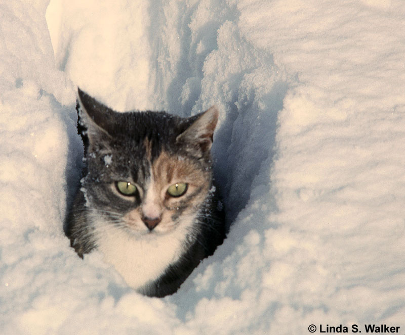 Snowbound cat, Montpelier, Idaho