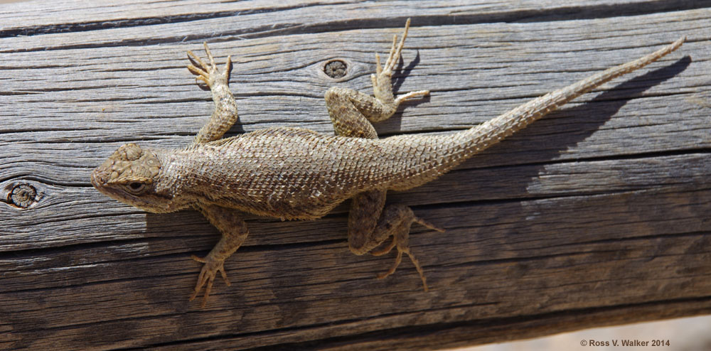 Southern Sagebrush Lizard, Cottonwood Canyon, Utah