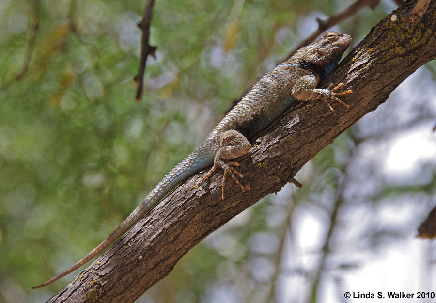 Desert Spiny Lizard, Montezuma's Castle, Arizona