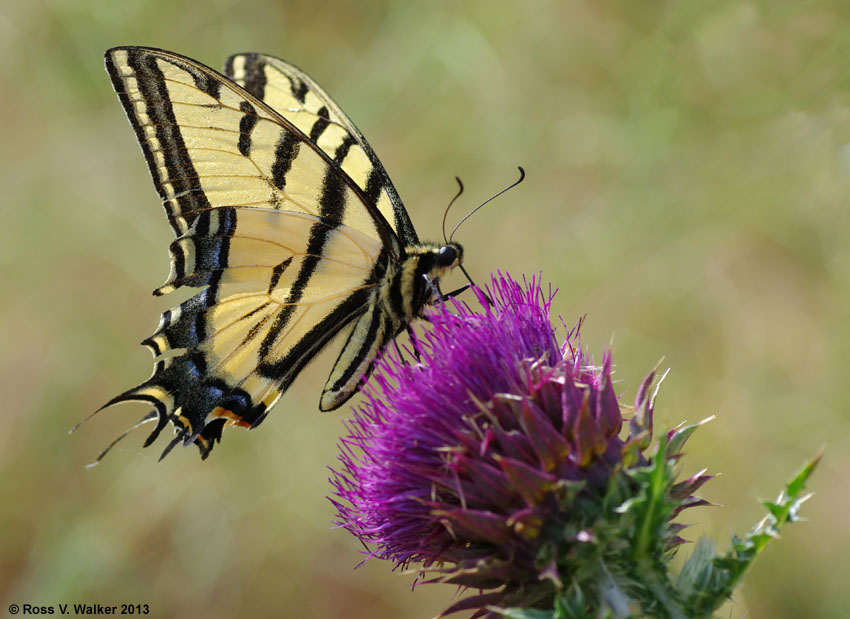 Two-tailed swallowtail butterfly on a thistle at Joe's Gap, Idaho