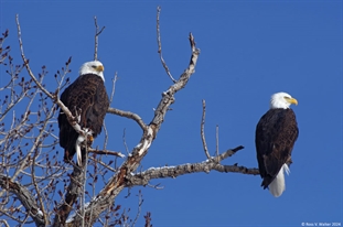 Two bald eagles